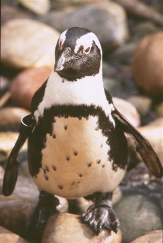 African Penguin - click_to_find_out_more